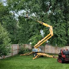 How Our Tree Care Process Works  in  Emmitsburg, MD