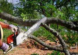 Best Tree Maintenance Programs  in Emmitsburg, MD