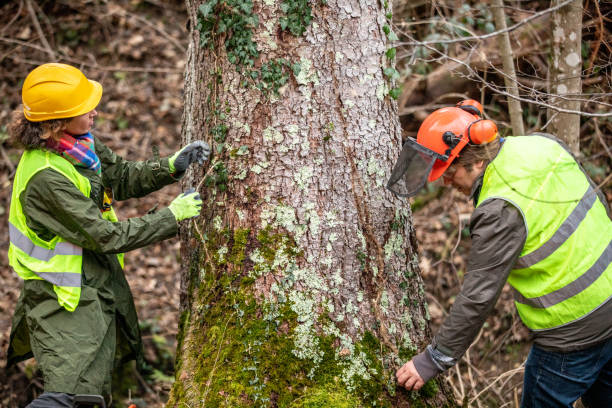 Best Root Management and Removal  in Emmitsburg, MD