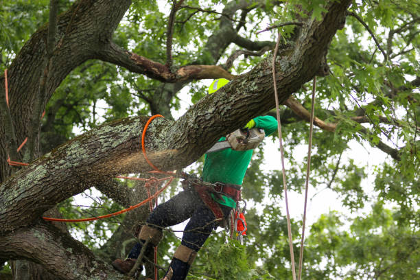 Best Tree Disease Treatment  in Emmitsburg, MD