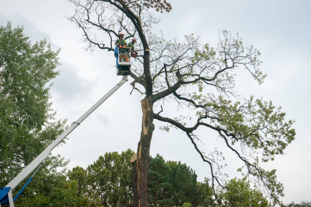 Best Hedge Trimming  in Emmitsburg, MD