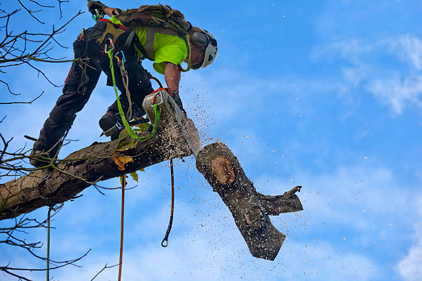 Best Root Management and Removal  in Emmitsburg, MD