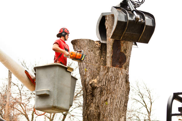  Emmitsburg, MD Tree Services Pros